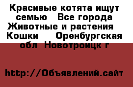 Красивые котята ищут семью - Все города Животные и растения » Кошки   . Оренбургская обл.,Новотроицк г.